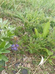 Lupinus bracteolaris