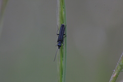 Oedemera