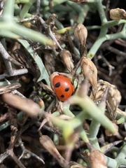 Coccinella algerica