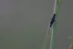 Oedemera