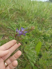 Lupinus bracteolaris