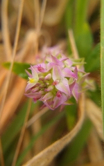 Polygala cruciata