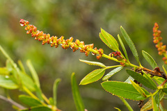 Colliguaja odorifera