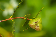 Colliguaja odorifera