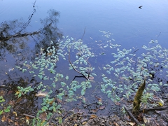 Potamogeton natans
