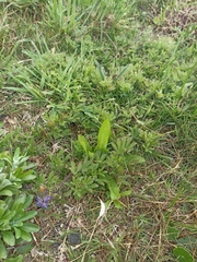 Lupinus bracteolaris