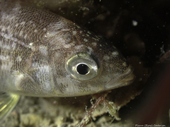 Spondyliosoma cantharus