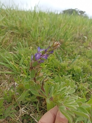 Lupinus bracteolaris