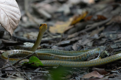 Dendrelaphis