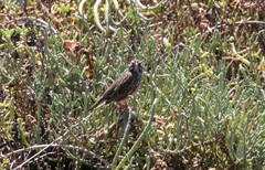 Passerculus sandwichensis beldingi