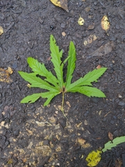 Filipendula rubra