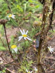 Tripleurospermum
