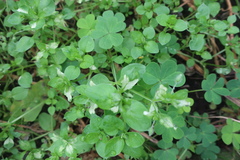 Pseudomonas