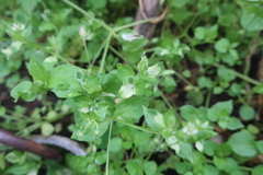 Pseudomonas