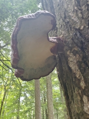 Ganoderma tsugae