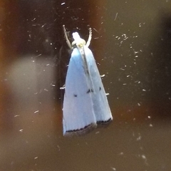 Argyria gonogramma