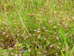 Trifolium resupinatum