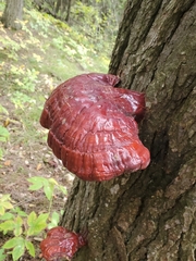 Ganoderma tsugae