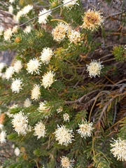 Agathosma hookeri