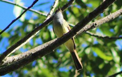 Myiarchus tuberculifer