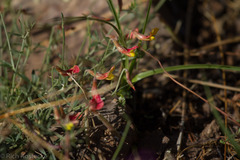 Acmispon oroboides