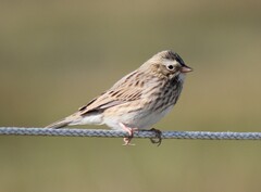 Passerculus sandwichensis princeps
