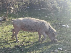Sus scrofa domesticus