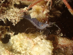 Periclimenes sagittifer