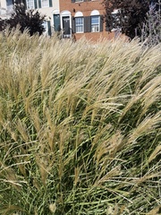 Miscanthus