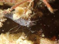 Periclimenes sagittifer