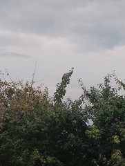Passer domesticus