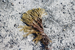Fucus