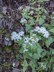Ageratina herbacea