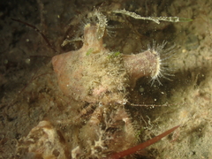 Pagurus cuanensis
