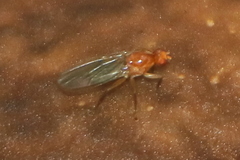 Dryomyza