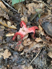 Clathrus archeri