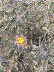 Cylindropuntia ramosissima