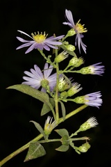 Symphyotrichum shortii