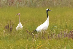 Grus japonensis