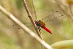 Orthetrum chrysis