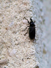 Dilophus febrilis