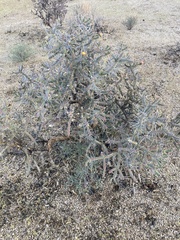 Cylindropuntia ramosissima