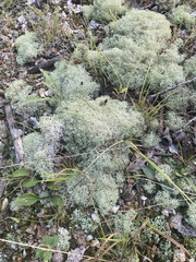 Cladonia subtenuis
