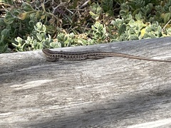 Trachylepis capensis