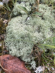 Cladonia subtenuis