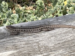 Trachylepis capensis