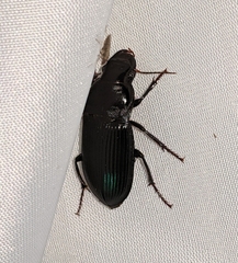 Harpalus caliginosus