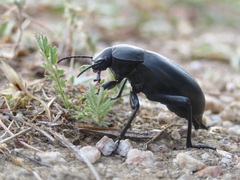 Blaps lusitanica