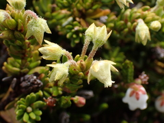 Phyllodoce glanduliflora