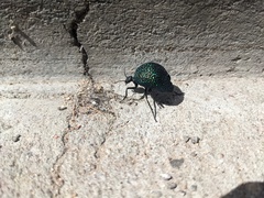 Cysteodemus wislizeni